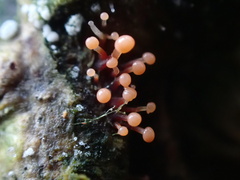 Nectria pseudotrichia
