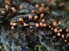 Nectria pseudotrichia