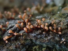 Nectria pseudotrichia