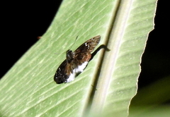 Tagiadini