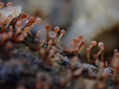 Nectria pseudotrichia