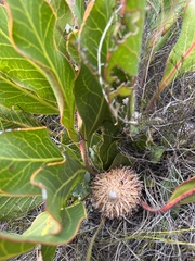 Protea scolopendriifolia