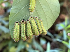 Limacodidae