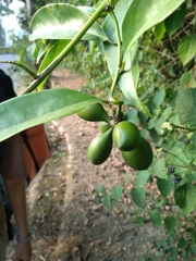 Artabotrys hexapetalus