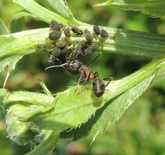 Formica rufa