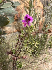 Pelargonium englerianum
