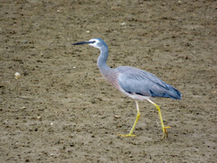 Egretta novaehollandiae novaehollandiae