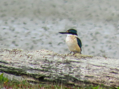 Todiramphus sanctus vagans