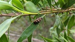 Castiarina