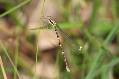Episynlestes albicaudus