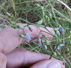 Dianella longifolia longifolia