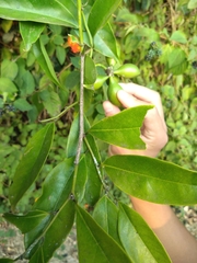 Artabotrys hexapetalus