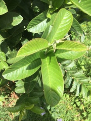 Psidium guajava