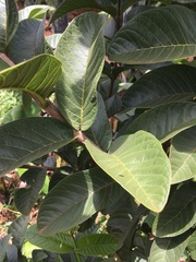 Psidium guajava