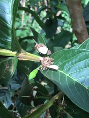 Psidium guajava