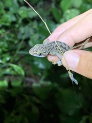 Cyrtodactylus marmoratus