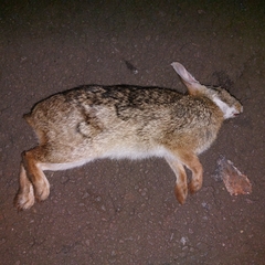Sylvilagus brasiliensis
