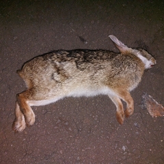 Sylvilagus brasiliensis