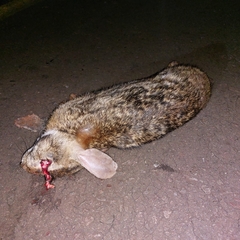 Sylvilagus brasiliensis