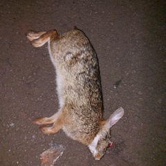 Sylvilagus brasiliensis