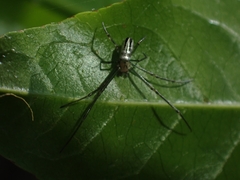 Leucauge dromedaria