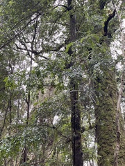 Nothofagus cunninghamii