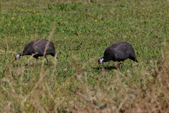 Numida meleagris coronatus