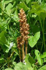 Orobanche flava