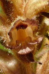 Orobanche flava