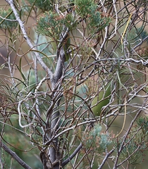 Leichhardtia australis