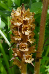 Orobanche flava
