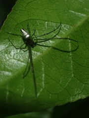 Leucauge dromedaria