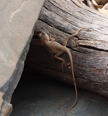 Ctenophorus vadnappa