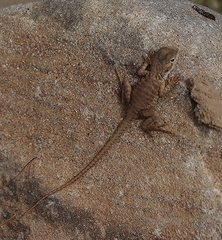 Ctenophorus vadnappa