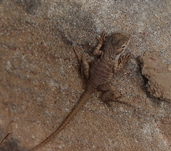 Ctenophorus vadnappa