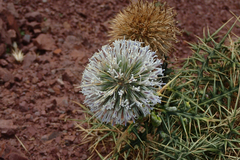 Echinops spinosissimus