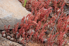 Crassula colorata