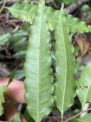 Cupaniopsis foveolata