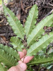 Cupaniopsis foveolata