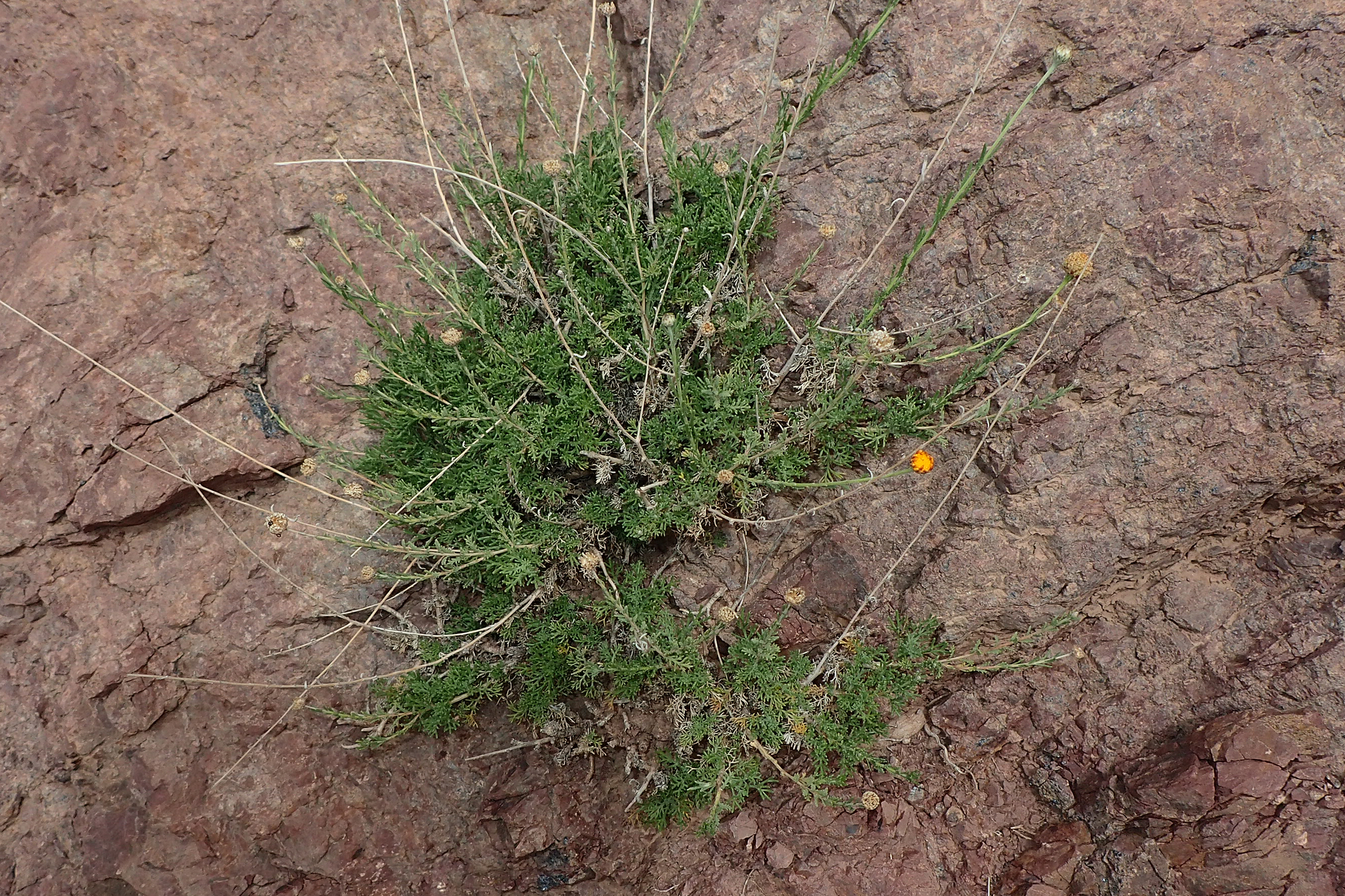 Cladanthus scariosus