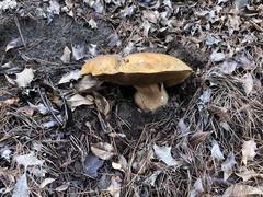 Boletus edulis