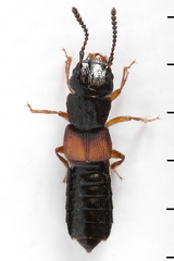 Anotylus insecatus