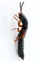 Anotylus insecatus