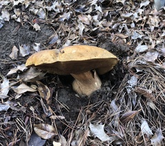 Boletus edulis