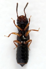Anotylus insecatus
