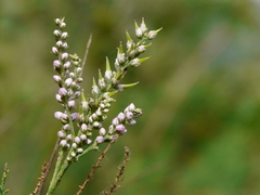 Tamarix ericoides