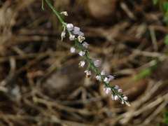 Tamarix ericoides
