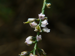 Tamarix ericoides