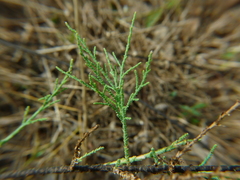 Tamarix ericoides