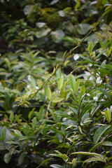 Prestonia